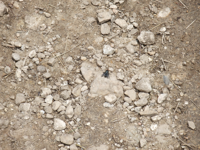 Mystery Moving Black Spot