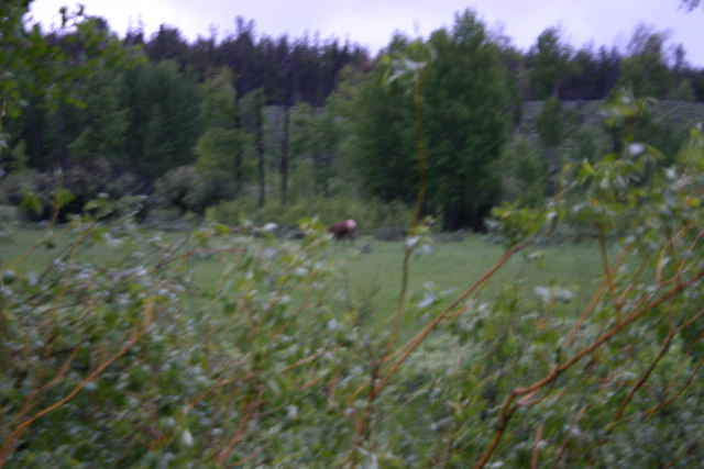 Elk or Moose