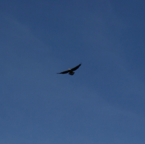 Bird Closeup