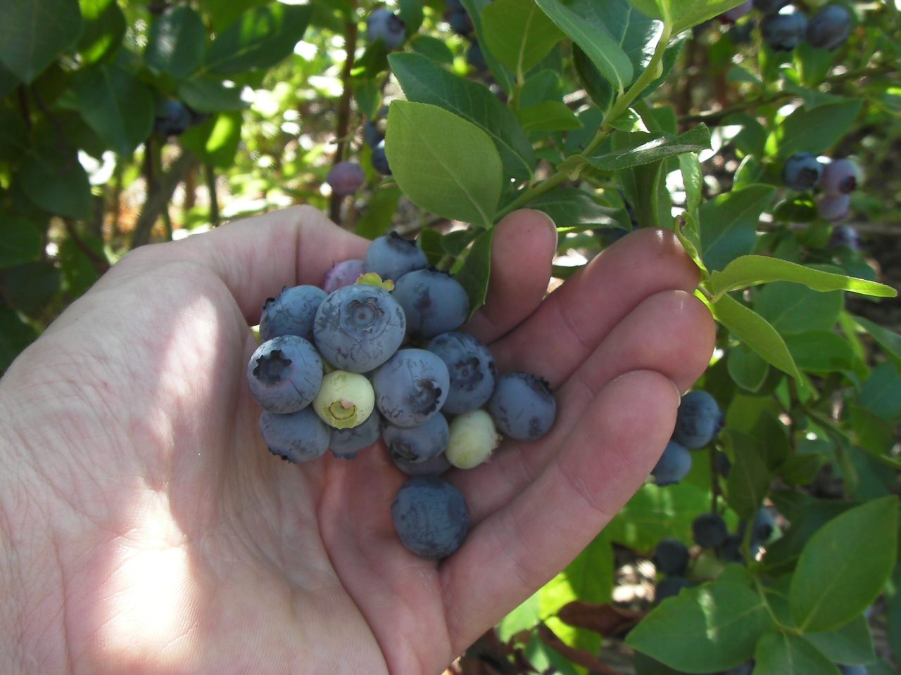 Berry Picking in Bayfield Wisconsin and North Wind Farms - 03