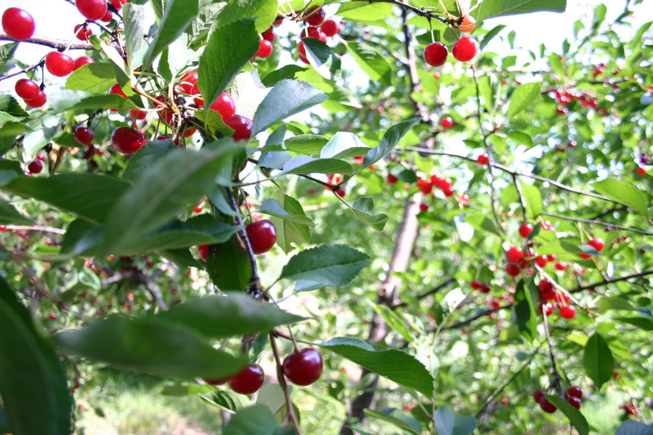 Berry Picking in Bayfield Wisconsin and North Wind Farms - 05