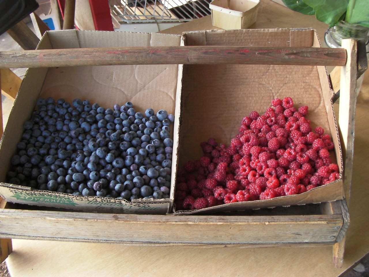 Berry Picking in Bayfield Wisconsin and North Wind Farms - 06