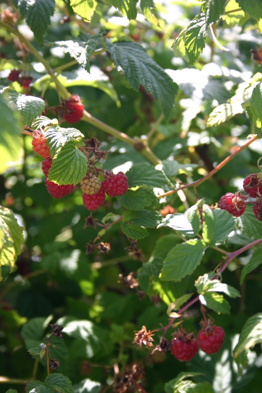 Berry Picking in Bayfield Wisconsin and North Wind Farms - 07