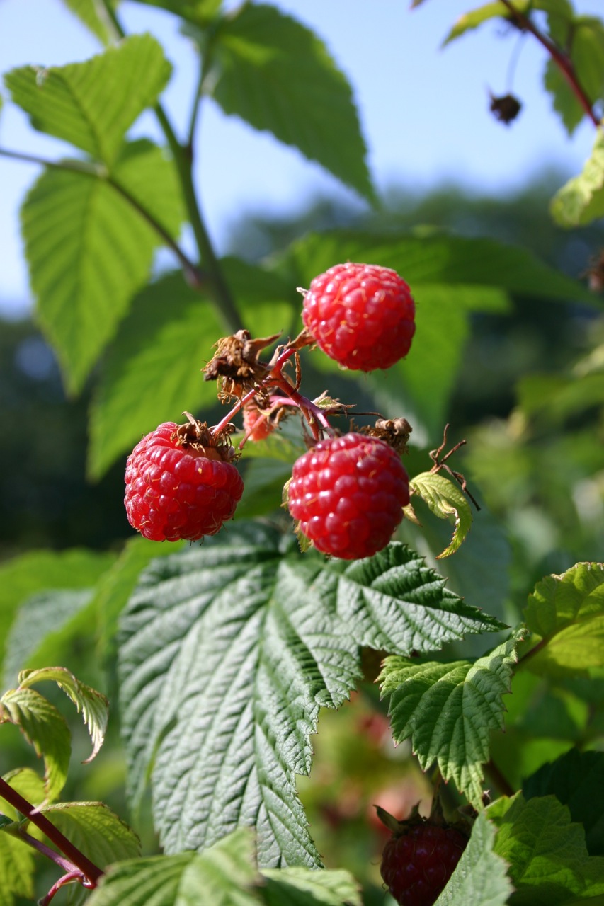 Berry Picking in Bayfield Wisconsin and North Wind Farms - 08