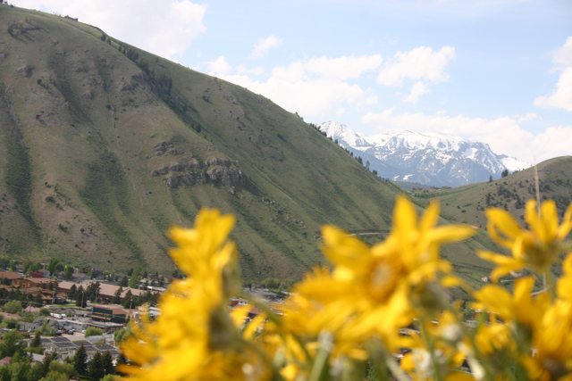 Flowers on Snow King with Mountains in Background