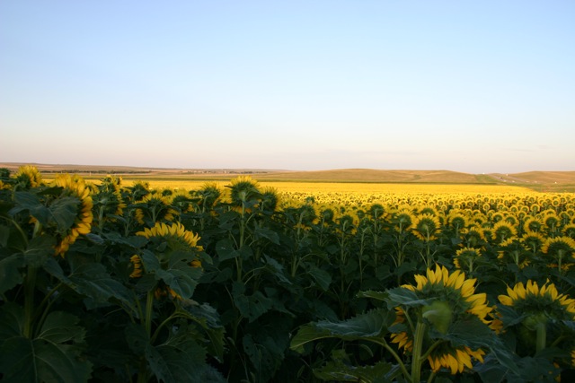 The Great Plaines Drive and Sunflower Fields - 3