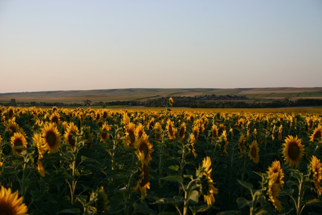 The Great Plaines Drive and Sunflower Fields - 4