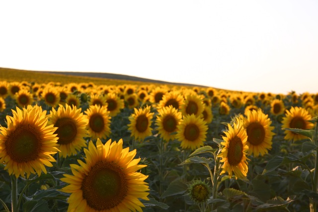 The Great Plaines Drive and Sunflower Fields - 5